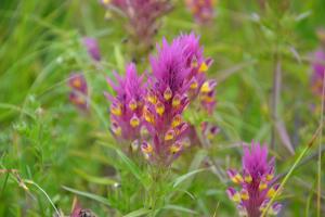David HAPPE, le  3 juillet 2013 (Saint-Amant-Tallende)