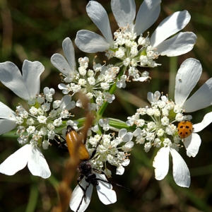 Photographie n°160436 du taxon Orlaya grandiflora (L.) Hoffm. [1814]