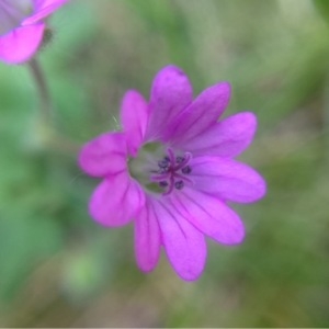 Photographie n°160474 du taxon Geranium molle L. [1753]