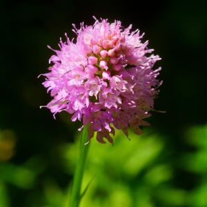 Photographie n°160480 du taxon Traunsteinera globosa (L.) Rchb. [1842]