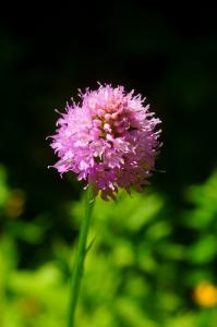 Thierry Roy, le  5 juillet 2013 (Montgirod (Le Désert))