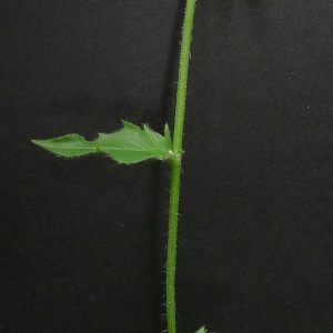 Photographie n°160495 du taxon Hieracium lachenalii Suter