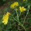  Bertrand BUI - Hieracium lachenalii Suter