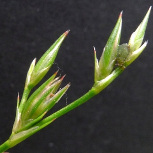 Juncus tenuis var. germanorum (Steud.) Rouy (Jonc fin)