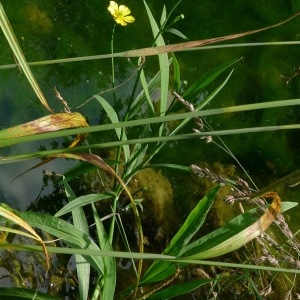 Photographie n°160516 du taxon Ranunculus lingua L. [1753]