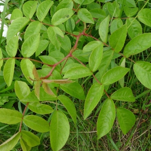 Photographie n°160523 du taxon Rosa arvensis Huds. [1762]