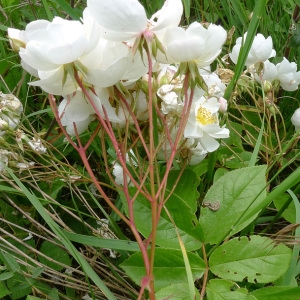 Photographie n°160524 du taxon Rosa arvensis Huds. [1762]