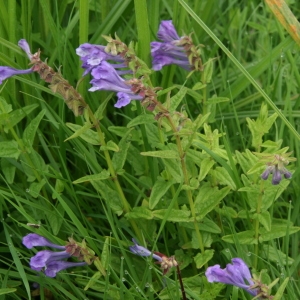  - Scutellaria hastifolia L. [1753]