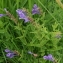  Stéphane BARBIER - Scutellaria hastifolia L. [1753]