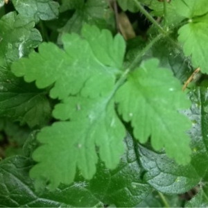 Photographie n°160543 du taxon Geranium robertianum L. [1753]