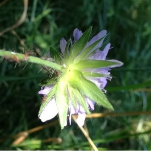 Photographie n°160557 du taxon Knautia arvensis (L.) Coult. [1828]