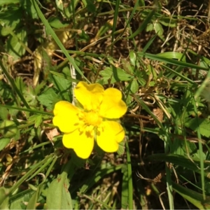 Photographie n°160580 du taxon Potentilla neumanniana Rchb. [1832]