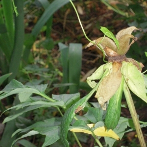 Photographie n°160590 du taxon Paeoniaceae