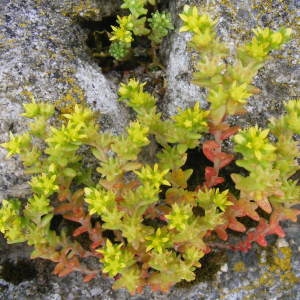 Photographie n°160604 du taxon Sedum annuum L. [1753]