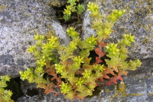 Jean-Claude Calais, le 29 juin 2013 (Prinsuéjols)