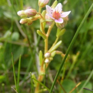 Photographie n°160609 du taxon Sedum villosum L.