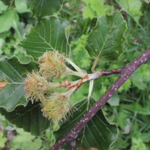 Photographie n°160614 du taxon Fagus sylvatica L. [1753]