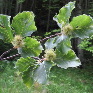 Photographie n°160617 du taxon Fagus sylvatica L. [1753]