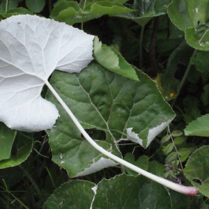 Photographie n°160641 du taxon Petasites paradoxus (Retz.) Baumg. [1816]