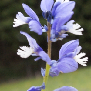 Photographie n°160645 du taxon Polygala calcarea F.W.Schultz [1837]