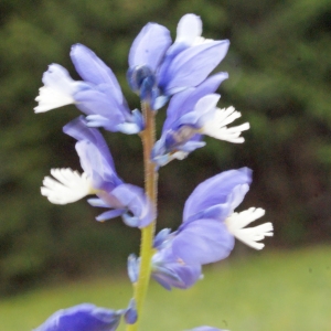 Photographie n°160646 du taxon Polygala calcarea F.W.Schultz [1837]