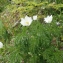  Liliane Roubaudi - Pulsatilla alpina (L.) Delarbre [1800]