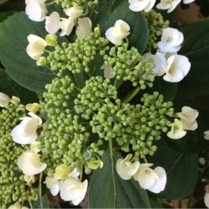 Photographie n°160668 du taxon Hydrangea macrophylla (Thunb.) Ser. [1830]