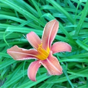 Photographie n°160671 du taxon Hemerocallis fulva (L.) L. [1762]