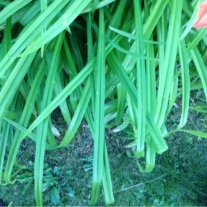 Photographie n°160672 du taxon Hemerocallis fulva (L.) L. [1762]