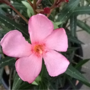 Photographie n°160687 du taxon Nerium oleander L. [1753]