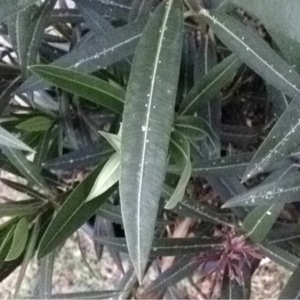 Photographie n°160688 du taxon Nerium oleander L. [1753]