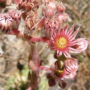 Photographie n°160692 du taxon Sempervivum tectorum subsp. arvernense (Lecoq & Lamotte) Rouy & E.G.Camus [1901]