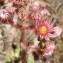  Jean-Claude Calais - Sempervivum tectorum subsp. arvernense (Lecoq & Lamotte) Rouy & E.G.Camus [1901]