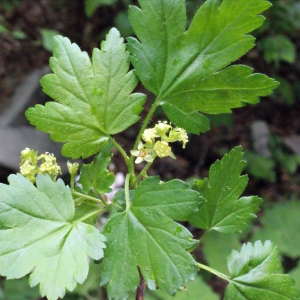 Photographie n°160695 du taxon Ribes alpinum L. [1753]