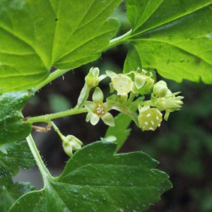 Photographie n°160697 du taxon Ribes alpinum L. [1753]