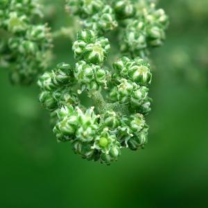 Chenopodiastrum hybridum (L.) S.Fuentes, Uotila & Borsch (Ansérine hybride)