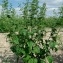  Jacques Maréchal - Chenopodium hybridum L. [1753]