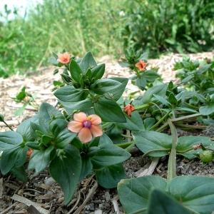 Photographie n°160716 du taxon Lysimachia arvensis (L.) U.Manns & Anderb. [2009]