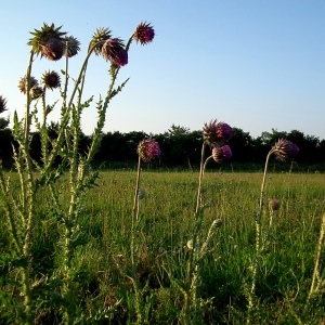 Photographie n°160719 du taxon Carduus nutans L. [1753]