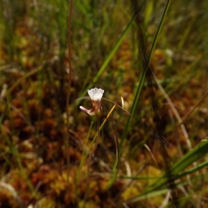 Photographie n°160734 du taxon Pinguicula lusitanica L.