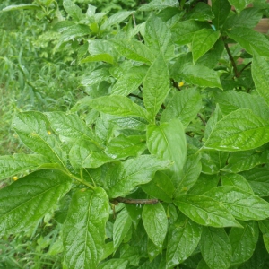 Photographie n°160736 du taxon Lonicera alpigena L. [1753]