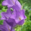  Liliane Roubaudi - Campanula medium L. [1753]