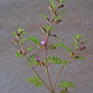 Photographie n°160786 du taxon Teucrium botrys L. [1753]