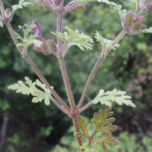 Photographie n°160788 du taxon Teucrium botrys L. [1753]