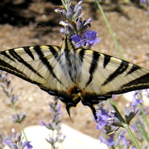 Photographie n°160804 du taxon Lavandula angustifolia Mill. [1768]