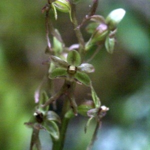 Photographie n°160828 du taxon Listera cordata (L.) R.Br. [1813]