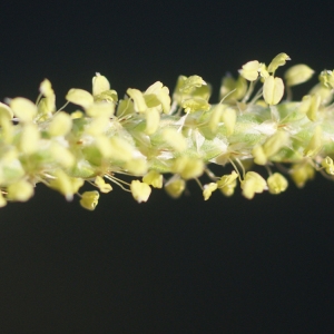 Plantago crassifolia Forssk. (Plantain à feuilles grasses)