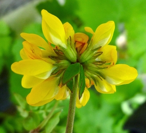 Guy LIBANTE, le  1 juillet 2013 (Carcans (Ste Hélène de l'Etang))