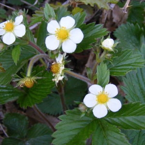 Photographie n°160861 du taxon Fragaria moschata Weston [1771]