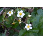 Fragaria magna Thuill. (Fraisier musqué)